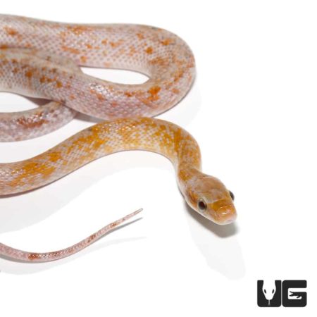 Calico Chinese Beauty Snake, a vibrant and unique reptile species.