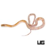 Calico Chinese Beauty Snake For Sale - Underground Reptiles