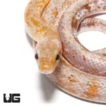 Calico Chinese Beauty Snake For Sale - Underground Reptiles