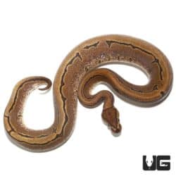 2020 Calico Pinstripe Ball Python For Sale - Underground Reptiles