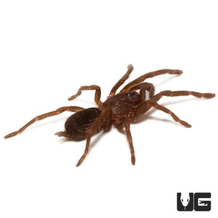 Cebu island Earth Tiger Tarantula (Orphnaecus sp Cebu) For sale - Underground Reptiles