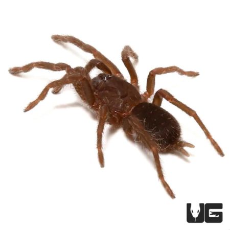 Cebu island Earth Tiger Tarantula (Orphnaecus sp Cebu) For sale - Underground Reptiles