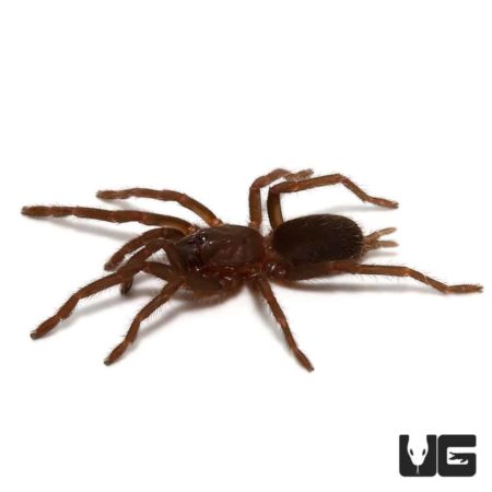 Cebu island Earth Tiger Tarantula (Orphnaecus sp Cebu) For sale - Underground Reptiles