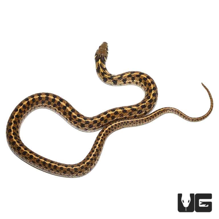 Checkered Garter Snakes For Sale - Underground Reptiles