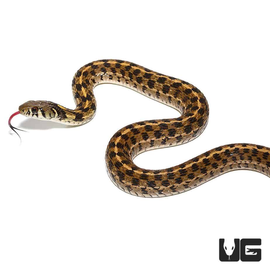 Checkered Garter Snakes Thamnophis Marcianus For Sale Underground