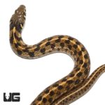Checkered Garter Snakes For Sale - Underground Reptiles