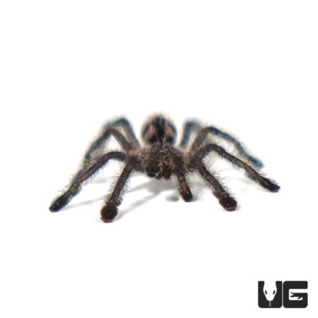 Colombian Purple Pinktoe Tarantula (Avicularia purple) For Sale - Underground Reptiles
