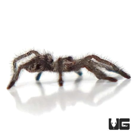 Colombian Purple Pinktoe Tarantula (Avicularia purple) For Sale - Underground Reptiles