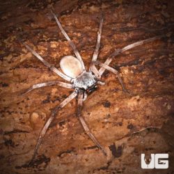 Desert Huntsman Spider for sale - Underground Reptiles