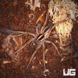 Dotted Wolf Spiders For Sale - Underground ReptilesDotted Wolf Spiders For Sale - Underground Reptiles