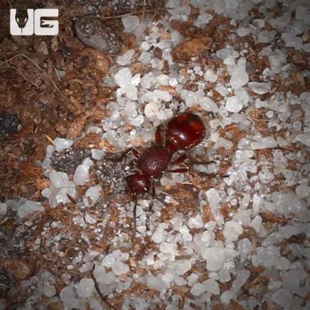 Dwarf Velvet Ant For Sale - Underground Reptiles