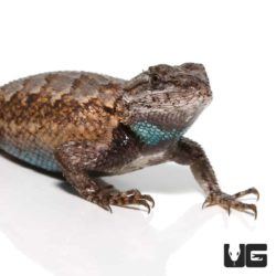 Eastern Fence Lizards For Sale - Underground Reptiles
