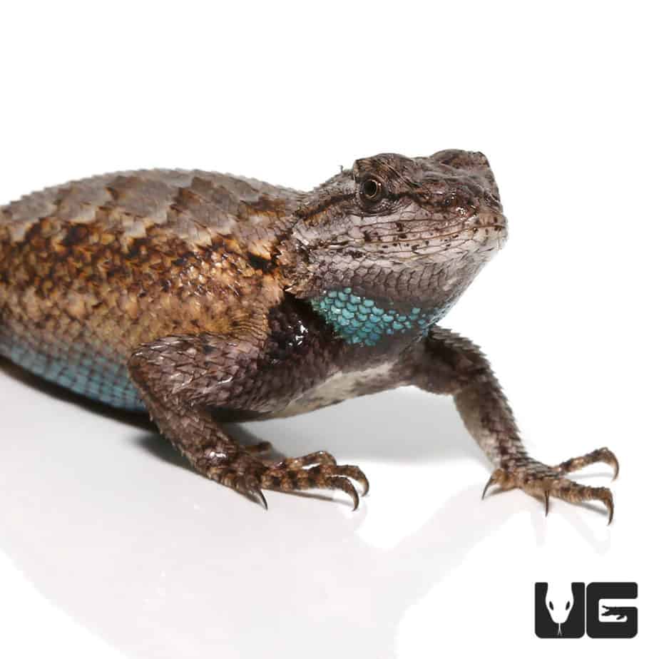 Eastern Fence Lizards Sceloporus Undulatus For Sale Underground