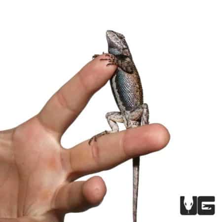 Eastern Fence Lizards For Sale - Underground Reptiles