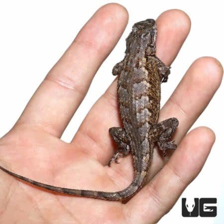 Eastern Fence Lizards For Sale - Underground Reptiles