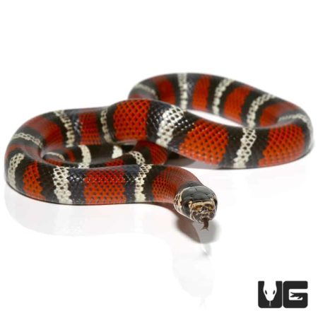 Ecuadorian Milksnake For Sale - Underground Reptiles