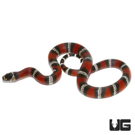 Ecuadorian Milksnake For Sale - Underground Reptiles