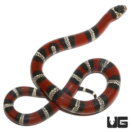 Ecuadorian Milksnake For Sale - Underground Reptiles