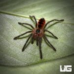 Ecuadorian Red Bloom Birdeater Tarantula For Sale - Underground Reptiles