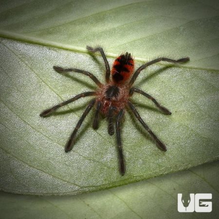 Ecuadorian Red Bloom Birdeater Tarantula For Sale - Underground Reptiles