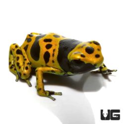 Bumblebee Dart Frogs For Sale - Underground Reptiles