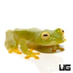 Fleischmann’s Tree Frog For Sale - Underground Reptiles