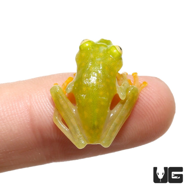 Fleischmann’s Tree Frog (Hyalinobatrachium fleischmanni) For Sale