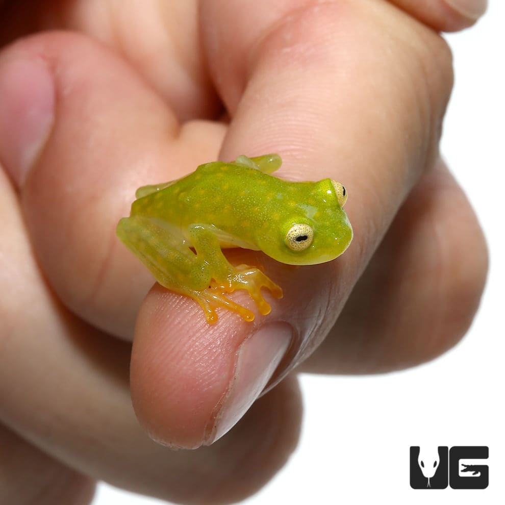 Fleischmann’s Tree Frog (Hyalinobatrachium fleischmanni) For Sale