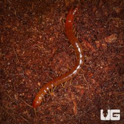 Forceps Centipede For Sale - Underground Reptiles