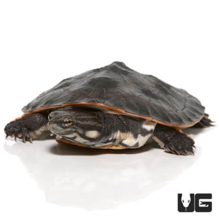 Baby Geoffrey’s Sideneck Turtles For Sale - Underground Reptiles