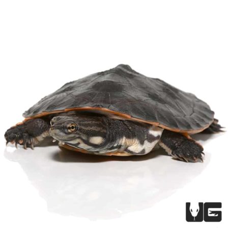 Geoffrey’s Sideneck Turtles (Phrynops geoffroanus tuberosus) For Sale ...