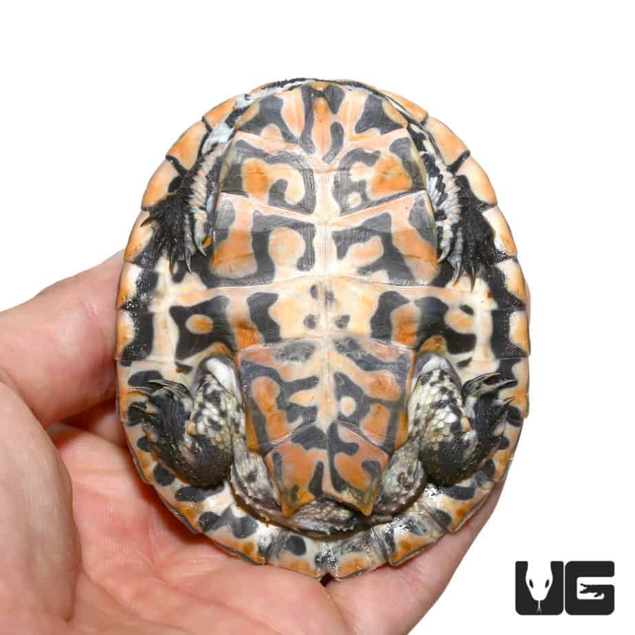 Baby Geoffrey’s Sideneck Turtles For Sale - Underground Reptiles