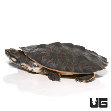 Geoffrey’s Sideneck Turtles For Sale - Underground Reptiles