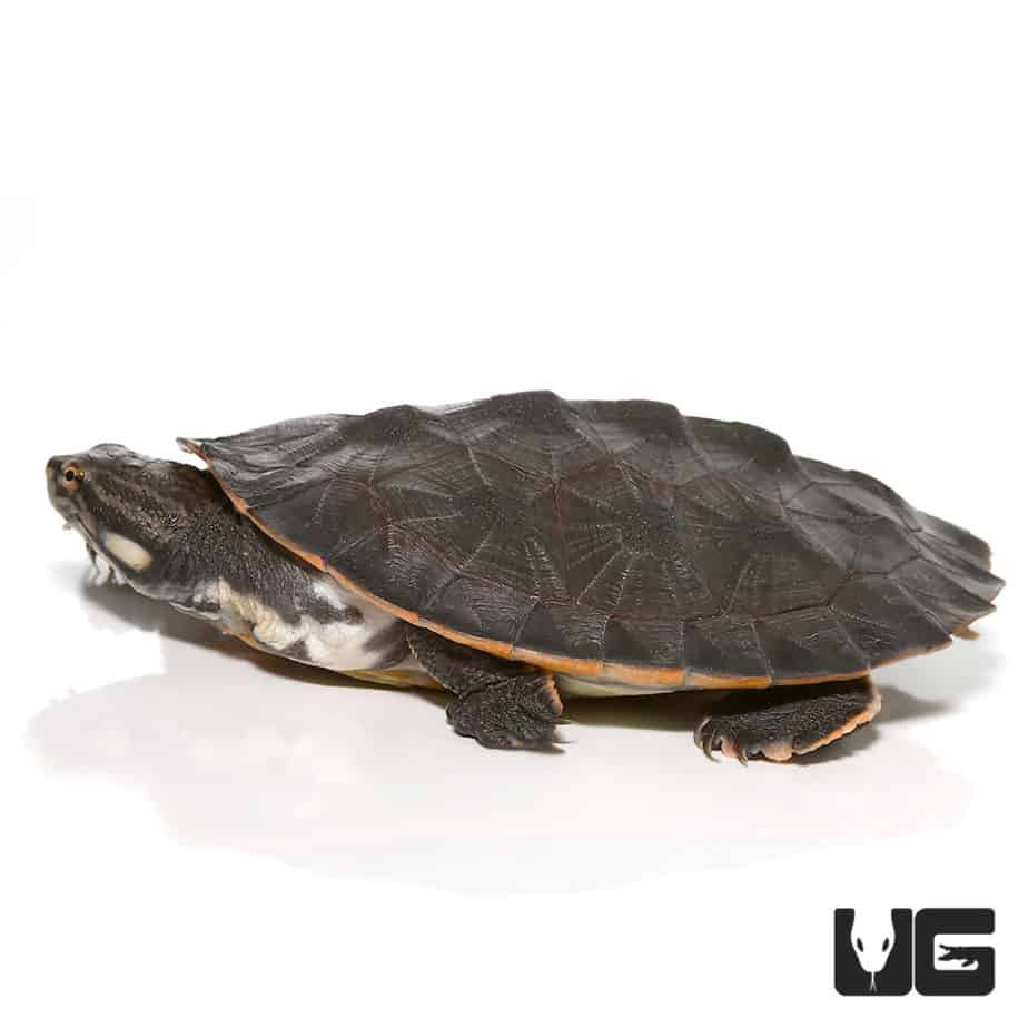 Baby Geoffrey’s Sideneck Turtles For Sale - Underground Reptiles