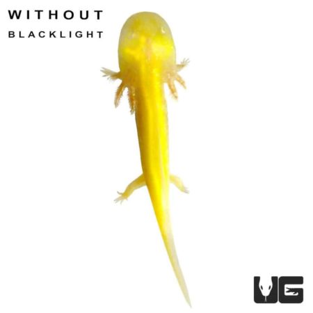 GFP Golden Albino Axolotls For Sale - Underground Reptiles
