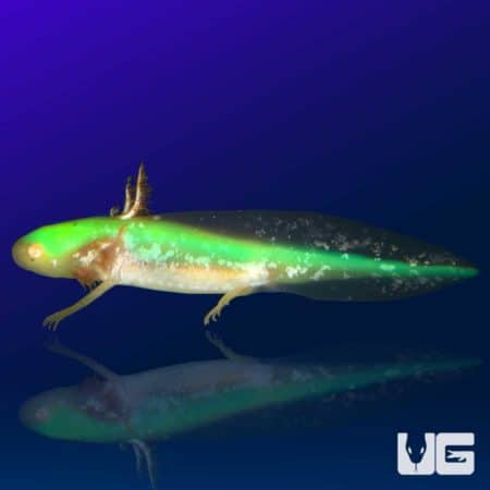 GFP Golden Albino Axolotls For Sale - Underground Reptiles