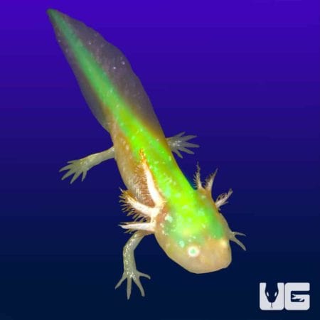 GFP Golden Albino Axolotls For Sale - Underground Reptiles