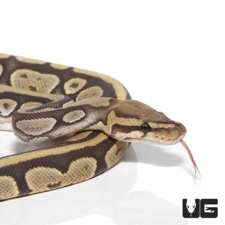 Ghost Ball Python, adult male, showcasing unique coloration and pattern.