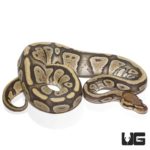 2020 Ghost Het Pied Ball Python For Sale - Underground Reptiles