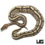 2020 Ghost Het Pied Ball Python For Sale - Underground Reptiles