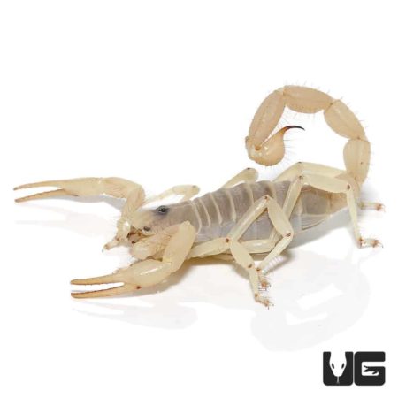 Giant Blonde Desert Hairy Scorpion Pallid For Sale - Underground Reptiles