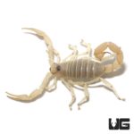 Giant Blonde Desert Hairy Scorpion Pallid For Sale - Underground Reptiles
