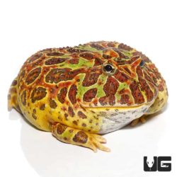 Adult Female Red Ornate Pacman Frog For Sale - Underground Reptiles