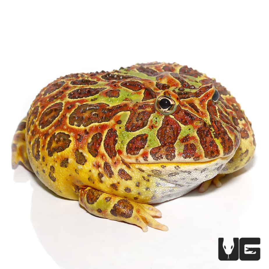 High Red Dragon Wing Ornate Pacman Frogs For Sale Underground Reptiles