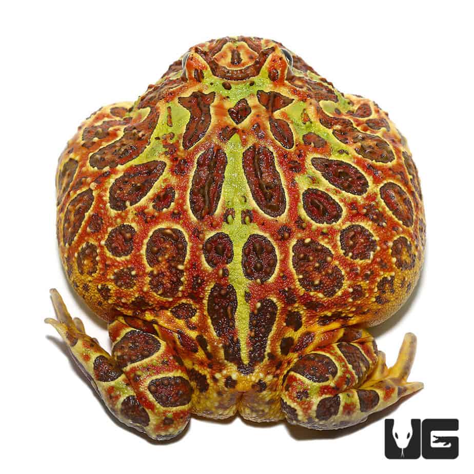 Adult Female Red Ornate Pacman Frog (Ceratophrys cranwelli) For Sale ...