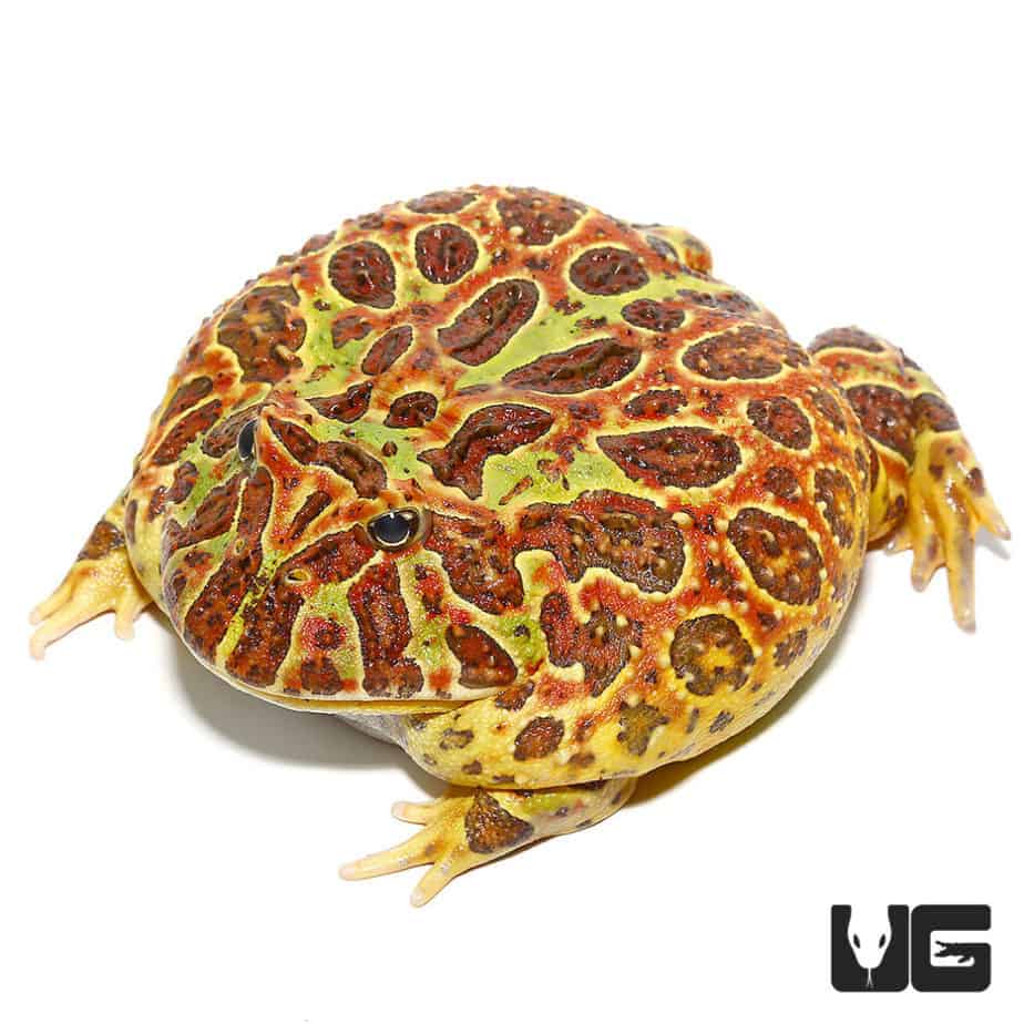 High Red Dragon Wing Ornate Pacman Frogs For Sale - Underground Reptiles