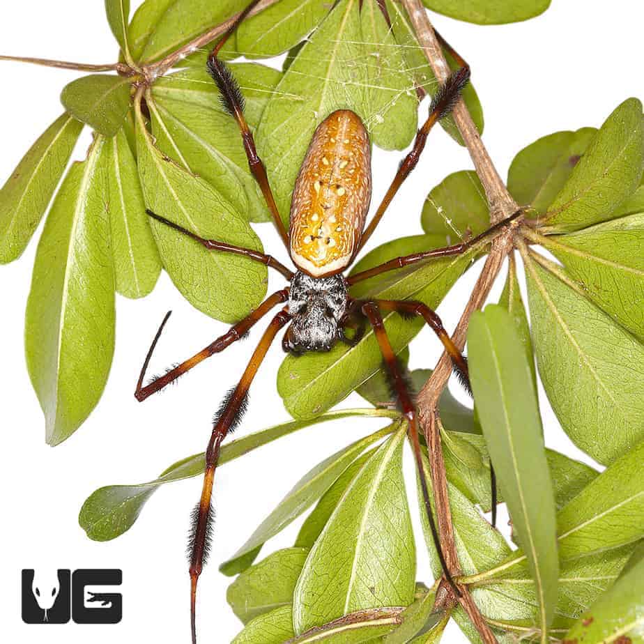 Giant Golden Orb Weaver (Nephila Pilipes) For Sale Underground Reptiles