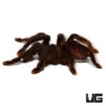 3 – 4 Inch Goliath Pinktoe Tarantula (Avicularia braunshauseni) For Sale - Underground Reptiles