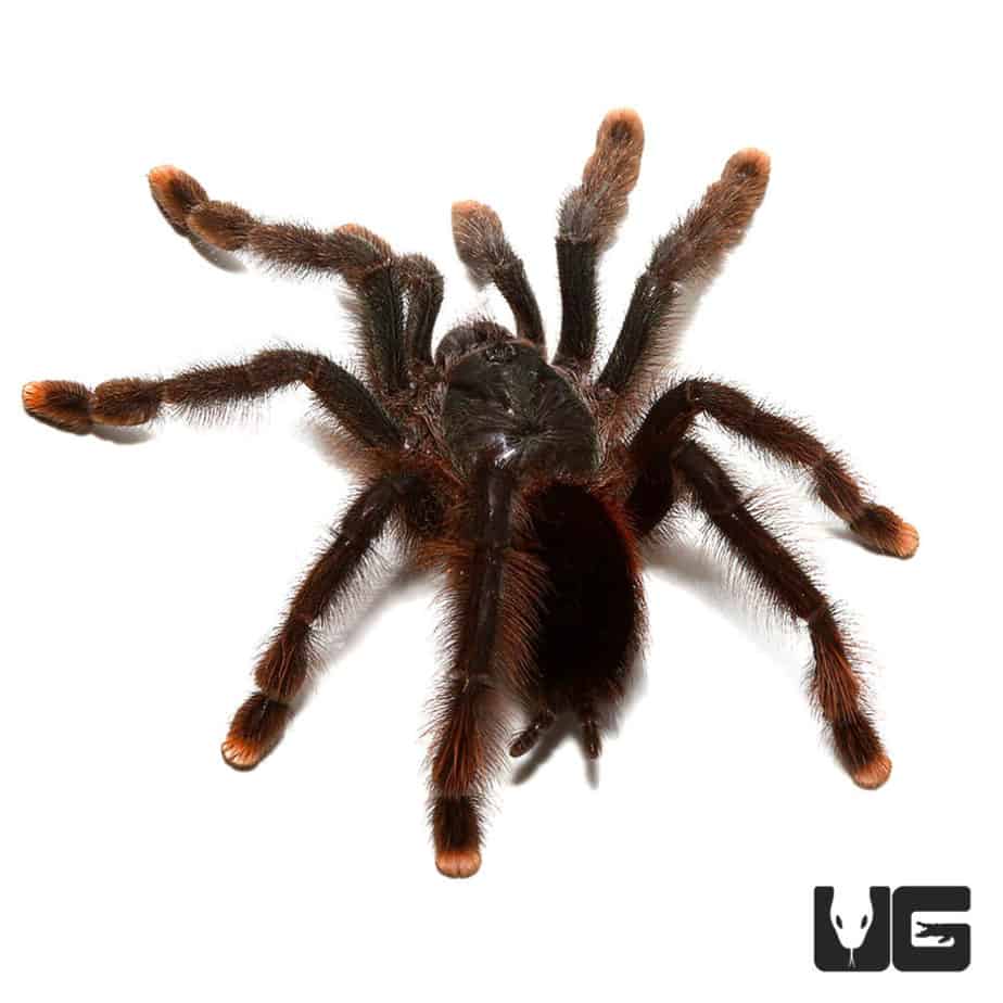 Goliath Pinktoe Tarantula (3 - 6'') - Underground Reptiles