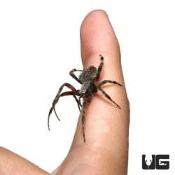 Gray Cross Spiders For Sale - Underground Reptiles